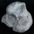 Gryphaea (Devil's Toenail) Fossil Oyster - Jurassic #9908-1